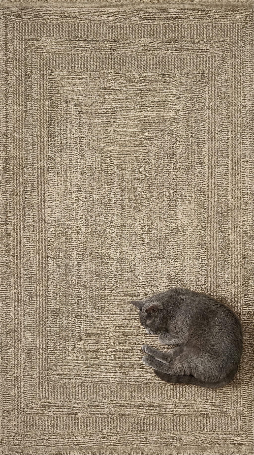 Gri renkli uyuyan kedi, bej dokuma halının üzerinde kıvrılmış durumda